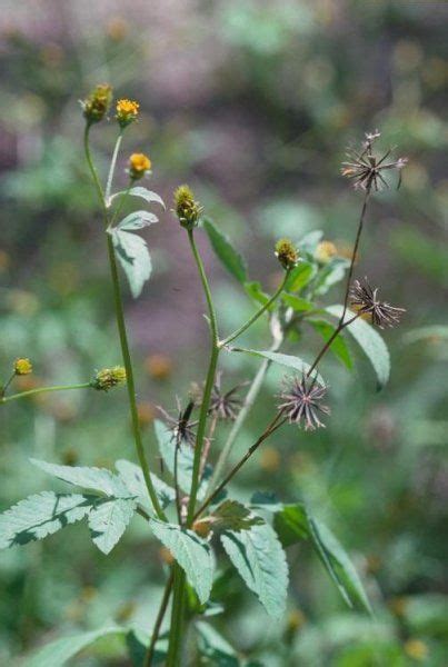 health benefits of blackjack|What to Know About Blackjack (Bidens Pilosa) .
